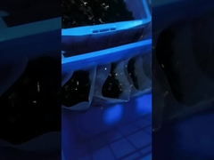 PET 1000Pcs Kabelbinder-Zusätze 1/2 bewegen Plastikr-Art Clip-Klammer Schritt für Schritt fort